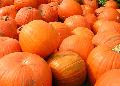 Spray dried pumkin powder