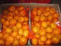 Baby Orange