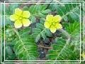 Plant Extract-Green Tea Extract Powder