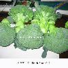 Fresh vegetables - Green Broccoli