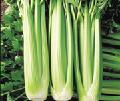 Fresh vegetables - Celery