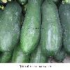 Fresh vegetables - Green Wax Gourd