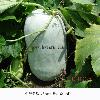Fresh vegetables - Fresh Wax Gourd
