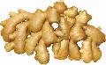  Fresh  chilled  ginger 