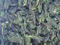 AD green beans
