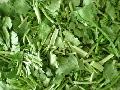 Freeze dried  coriander 
