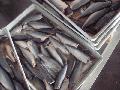 HTG mackerel