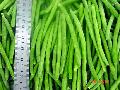 IQF French Green Beans