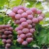 Grape Seed P.E