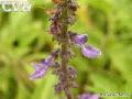 Coleus forskohlii extract Forskohin