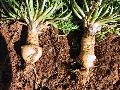 Maca extract