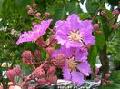 Banaba leaf extract