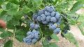 Blueberry extract