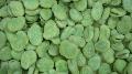  frozen  broad bean ( frozen   fava  bean)