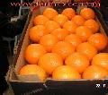Fresh Egyptian Orange