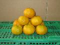 Chinese mandarin orange