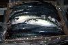 W/R Mackerel Scomber scombrus