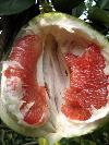  red   pomelo 
