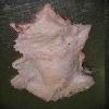 Turkey Talis