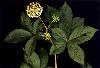 Siberian Ginseng P.E.