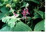 Pueraria P.E.