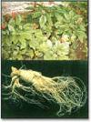  Ginseng   P .E
