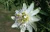 Passion Flower P.E.
