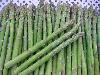 Frozen green asparagus