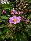 Banaba Leaf Extract