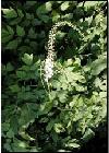 Black Cohosh Extract