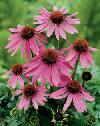  Echinacea   Extract 