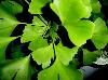 Ginkgo leaf extract
