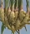 Ginger  Extract 
