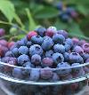 frozen blueberry