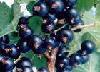 BLACK CURRANT P.E