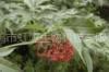 ELDERBERRY P.E