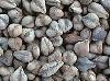 wild buckwheat