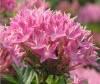 Rhodiola Rosea P.E .
