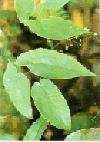 Epimedium P.E.