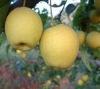 fresh su pear