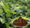 Black Tea Spray  Dried   Extract , Premium