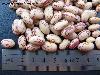 Light Speckled Kidney Bean