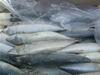 mackerel