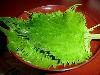  perilla   leaf 