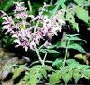 SALVIA   ROOT  P.E