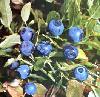 BILBERRY P.E