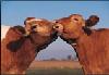 Cattle