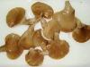 Canned Oyster Mushroom