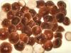 Canned Shiitake Mushroom/Canned PO-KU Mushroom