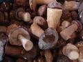  IQF   Mushroom ( Boletus   Edulis , Leccinum Aurantiacum, Nameco, Suilus Granulatus, Pleurotus Eryngii, Ect
